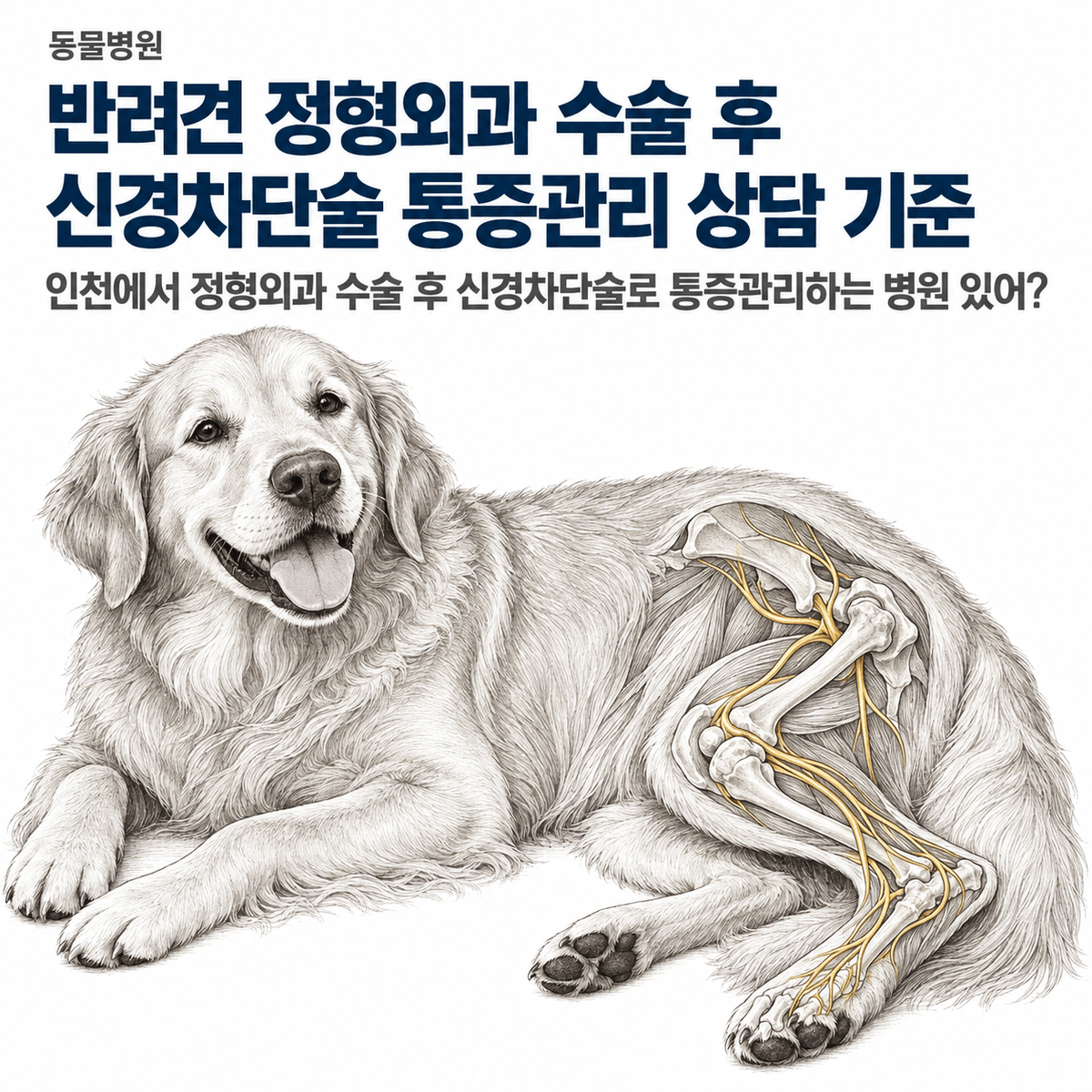 인천 반려견 정형외과 수술 후 신경차단술 통증관리 상담 기준 핵심 정보 이미지